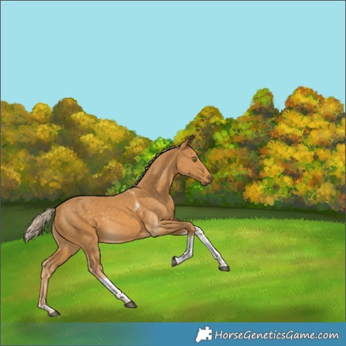 Horse Color:Palomino Tobiano Rabicano