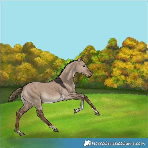 Horse Color:Liver Red Dun Tobiano 