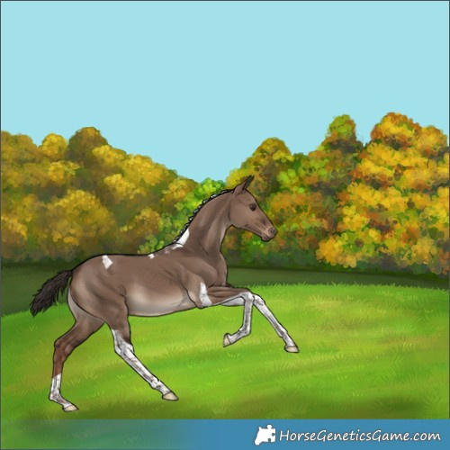 Horse Color:Liver Red Dun Tobiano