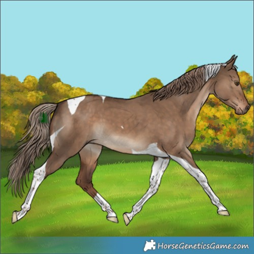 Horse Color:Liver Red Dun Tobiano 