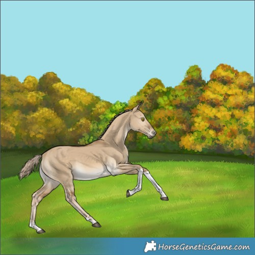 Horse Color:Chocolate Palomino Dun Tobiano Rabicano