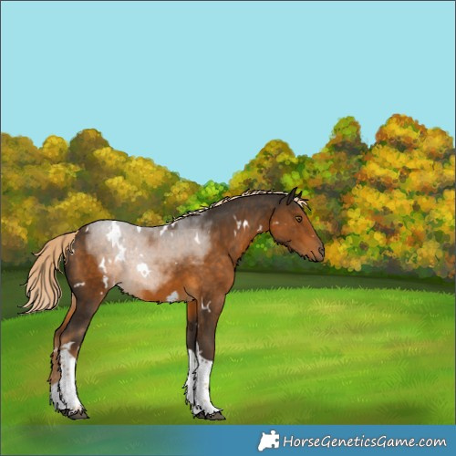 Horse Color:White Spotted Chocolate Palomino Tobiano
