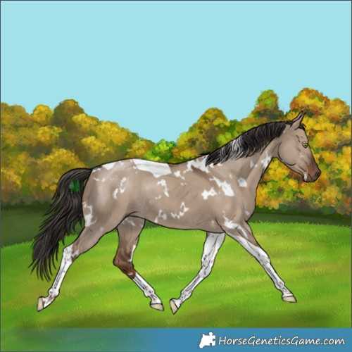 Horse Color:White Spotted Liver Red Dun Tobiano Rabicano 