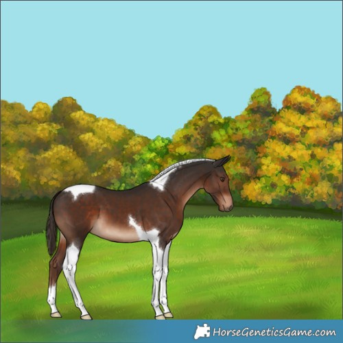 Horse Color:Liver Chestnut Tobiano
