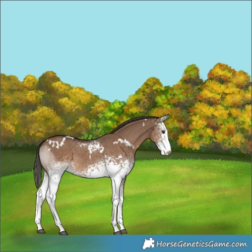 Horse Color:White Spotted Liver Red Dun 