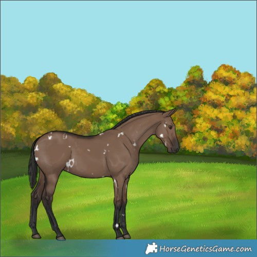 Horse Color:White Spotted Liver Red Dun 