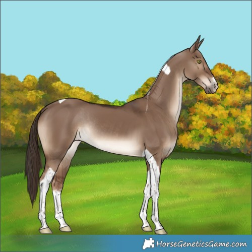 Horse Color:White Spotted Liver Red Dun Tobiano Rabicano 