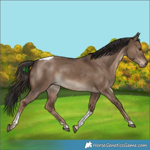 Horse Color:Liver Red Dun Tobiano Rabicano 