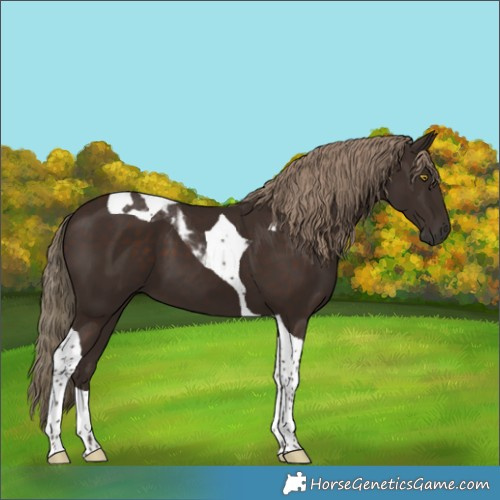 Horse Color:Liver Chestnut Tobiano 