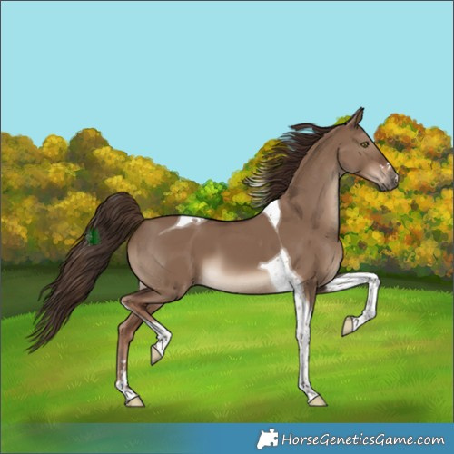 Horse Color:Liver Red Dun Tobiano 