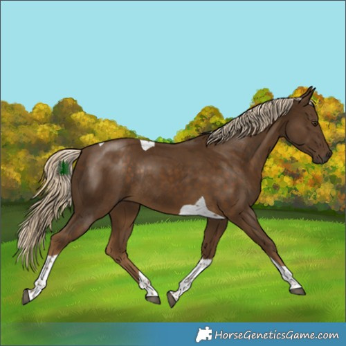 Horse Color:Chocolate Palomino Tobiano Rabicano 