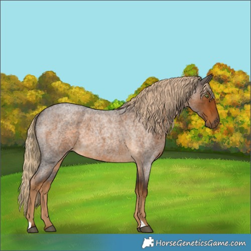 Horse Color:Chocolate Palomino Roan 