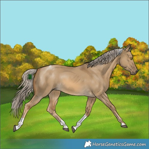 Horse Color:Chocolate Palomino Dun Tobiano 