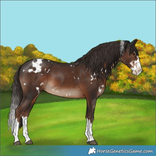Horse Color:White Spotted Liver Chestnut Splash 