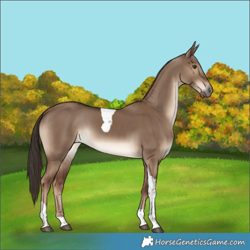 Horse Color:Liver Red Dun Tobiano 
