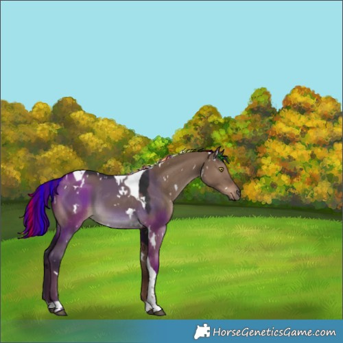 Horse Color:Painted White Spotted Liver Red Dun Tobiano 