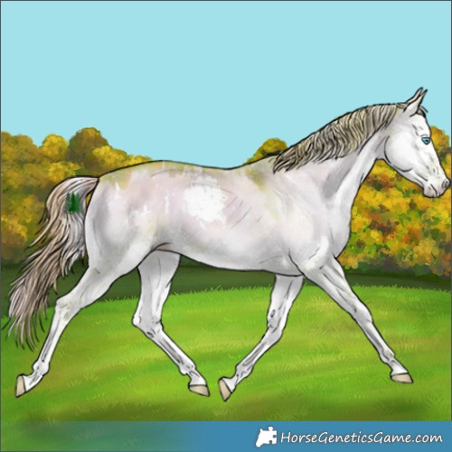 Horse Color:Watercolor Plaid White Spotted Red Dun Onyx Splash