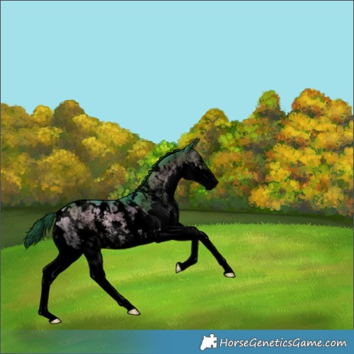 Horse Color:Void Watercolor White Spotted Liver Red Onyx Sabino Splash 
