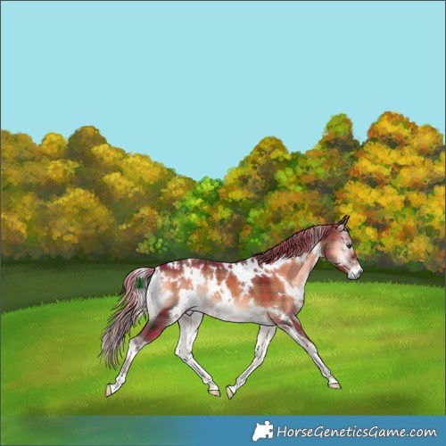 Horse Color:Plaid White Spotted Liver Red Onyx
