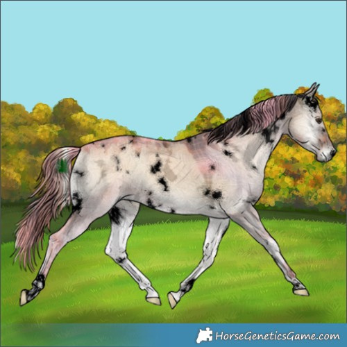 Horse Color:Void Plaid  White Spotted Liver Red Dun Ice Onyx 