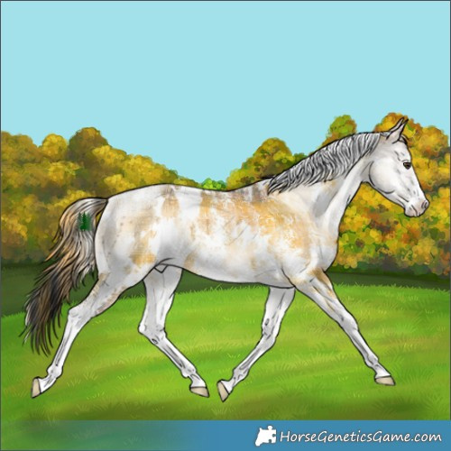 Horse Color:Plaid White Spotted Liver Red Onyx Sabino Rabicano