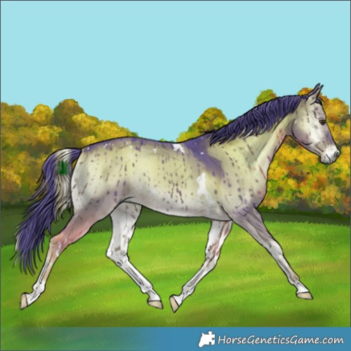 Horse Color:Watercolor White Spotted Liver Red Dun Onyx Rabicano Brindle 
