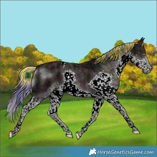 Horse Color:Watercolor Plaid  Midnight Liver Red Dun Ice Splash Tobiano 