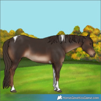 Horse Color:Liver Chestnut Tobiano Rabicano 
