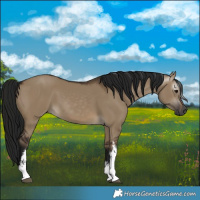 Horse Color:Gray White Spotted Brown Dun 