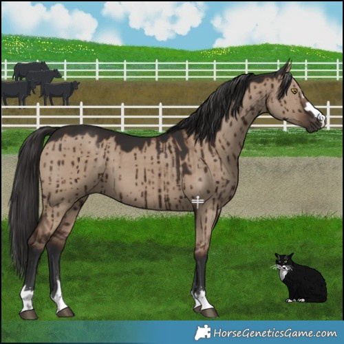 Horse Color:Liver Red Dun Brindle 