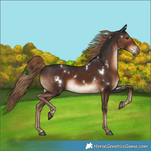 Horse Color:White Spotted Liver Chestnut 