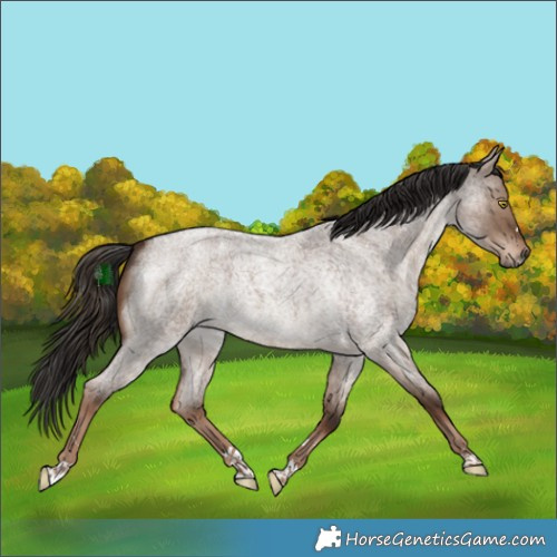 Horse Color:Liver Red Dun Roan 