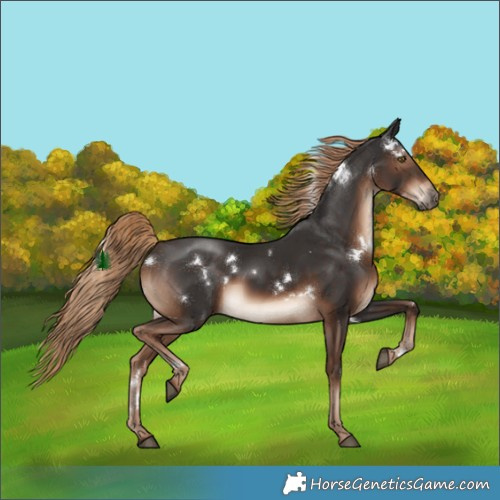 Horse Color:White Spotted Liver Chestnut 