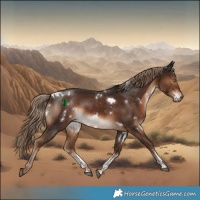 Horse Color:White Spotted Liver Chestnut Sabino Rabicano 