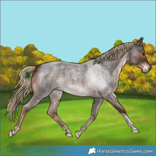 Horse Color:Liver Red Roan Tobiano 