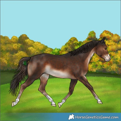 Horse Color:Liver Chestnut 