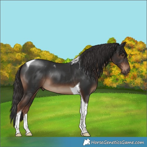 Horse Color:Liver Chestnut Tobiano 