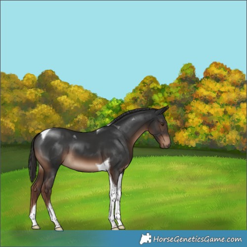 Horse Color:Liver Chestnut Tobiano 