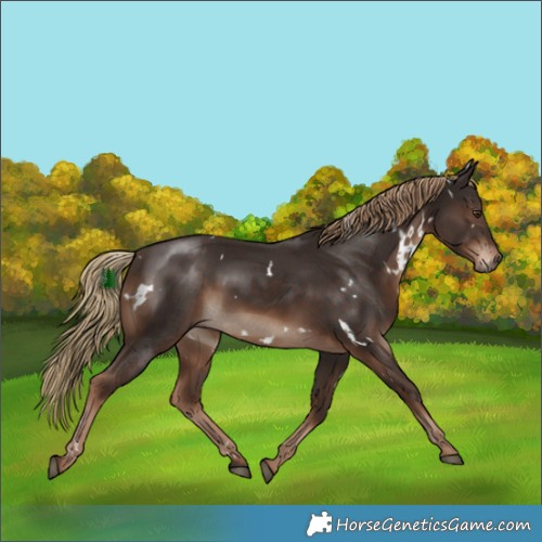 Horse Color:White Spotted Liver Chestnut 