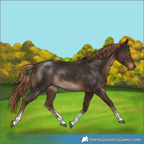 Horse Color:Liver Chestnut Sabino Tobiano Rabicano 