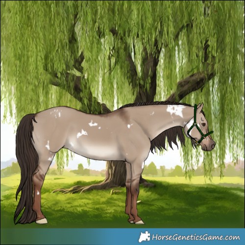 Horse Color:White Spotted Liver Red Dun