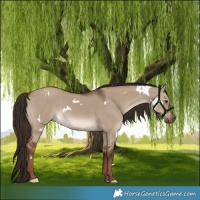 Horse Color:White Spotted Liver Red Dun