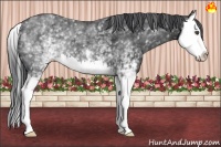 Horse Color:White Spotted Black Splash 