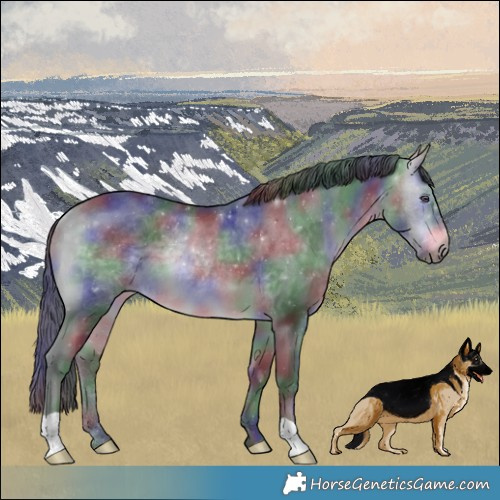 Horse Color:Nacre Bay Chinchilla Rabicano 