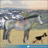 Horse Color:Nacre Bay Chinchilla Rabicano 