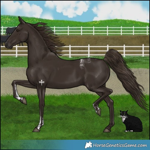 Horse Color:Powder White Liver Chestnut 