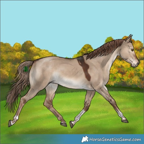 Horse Color:Liver Red Dun Tobiano 