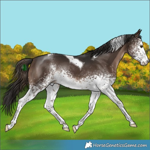 Horse Color:White Spotted Liver Chestnut Tobiano 