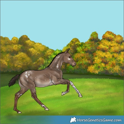 Horse Color:White Spotted Liver Red Dun Tobiano 
