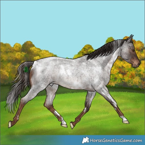Horse Color:White Spotted Liver Red Roan Rabicano 